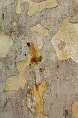 Closeup piece of tree bark Platunus (Sycamore)