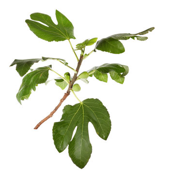 Branch of figs with fruit on the white background