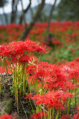 Spider Lily at Kinchakuda
