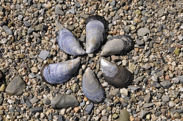 Muschelformation, Maine, USA