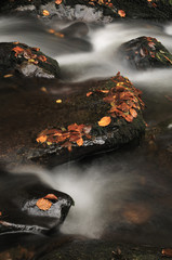 feuilles d'automne