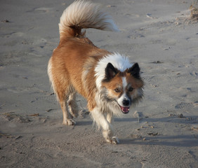 Hund am Strand