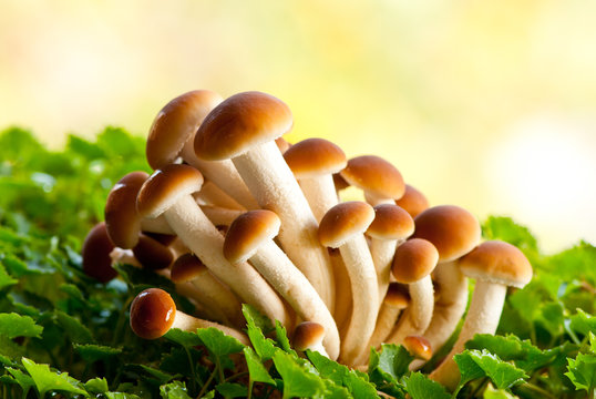 funghi chiodini pioppini