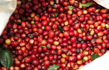 Collected coffee beans in the bag.