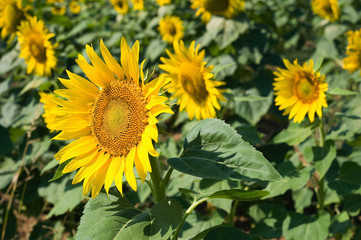 Fototapeta premium Sunflower field