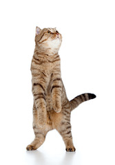 Fototapeta premium Scottish tabby-cat stands while playing, isolated on white