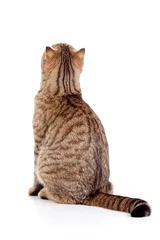 Crédence de cuisine en verre imprimé Chat rear view of cat