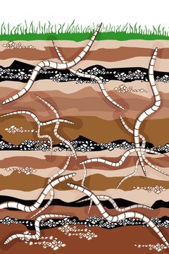 worm