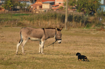 donkey and a dog, friendship