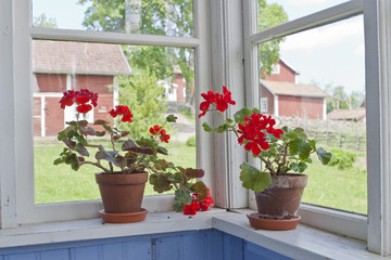 Geraniums flowers