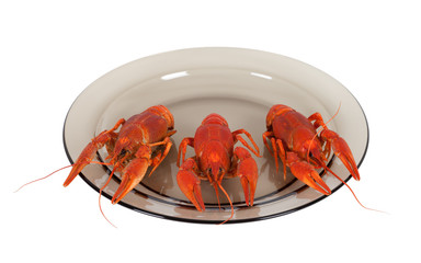 Boiled crawfish on glass plate