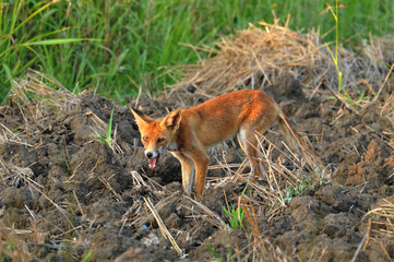 fox in the wild