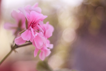 Fototapeta na wymiar Small flower focused on a blurry colorful background.