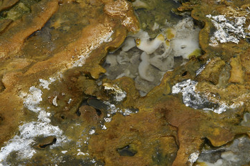 detail of hot spring organics