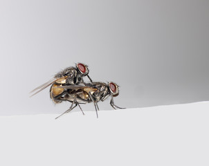 Fly procreation - two houseflies mating