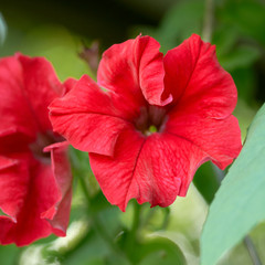 wild flower