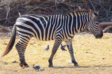 zebra