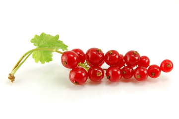Isolated red currant