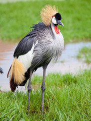 Crowned Crane