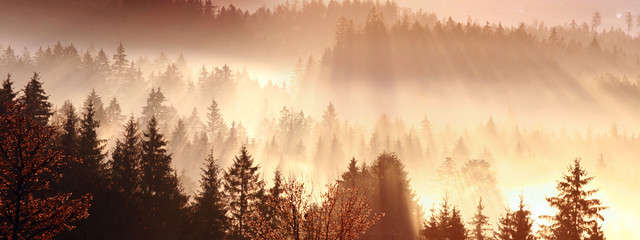 Morgennebel über dem Wald