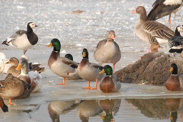 birds on the ice