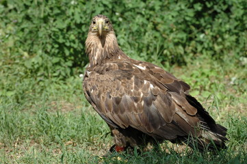 white-tailed eagle
