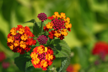 Lantana