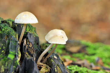 Deep Root mushroom (Xerula radicata) on a dead tree trunk