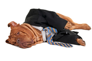 Tired businessman dog