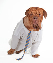 Dog businessman