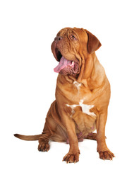 Yawning Dogue De Bordeaux