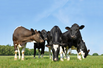 Five beautiful young curious cows in a meadow