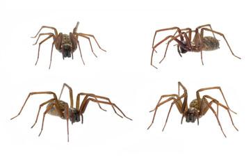 Domestic House Spider (Tegenaria domestica) 4 positions isolated