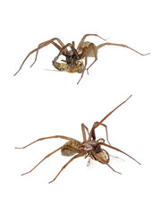 Domestic House Spider (Tegenaria domestica) with prey