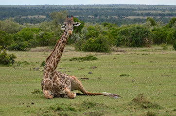 giraffa