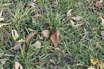 Autumn grass