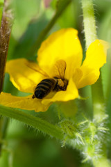 Bee on a flower