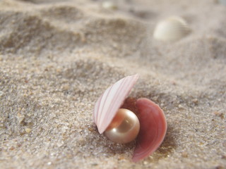 Perle in Muschel