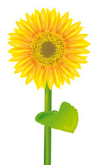 Fototapeta premium Tournesol