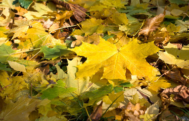 Autumn maple leaves