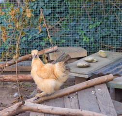 Chinesisches Wollhuhn