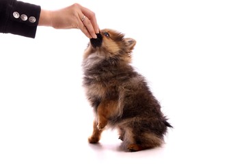 Obraz premium Welpe Pomeranian Zwergspitz beim Füttern