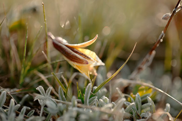 yellow snowdrop in high mountain valley with frost