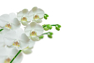 orchid isolated on white background