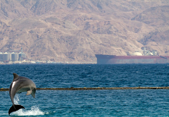 Bottlenose dolphin Jumping