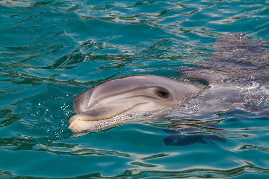Dolphin head in water