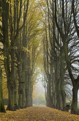 Misty autumn day