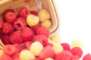 Red and Yellow Raspberry