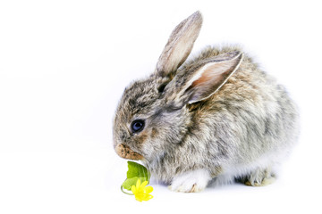 little gray rabbit with flower