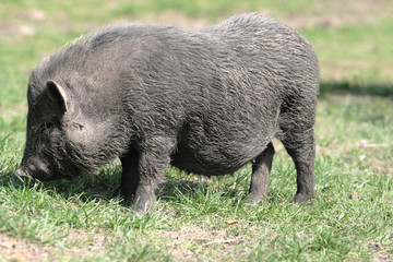 pig